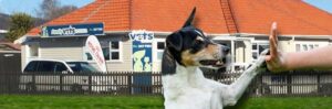Family Vets Rotorua
