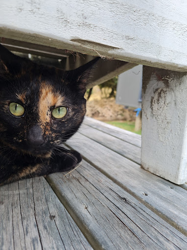 Hobsonville Veterinary Clinic