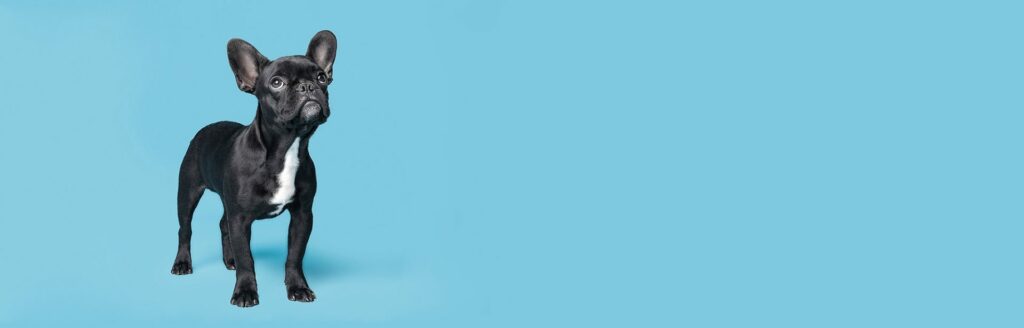 Pets and Care Veterinary Clinic