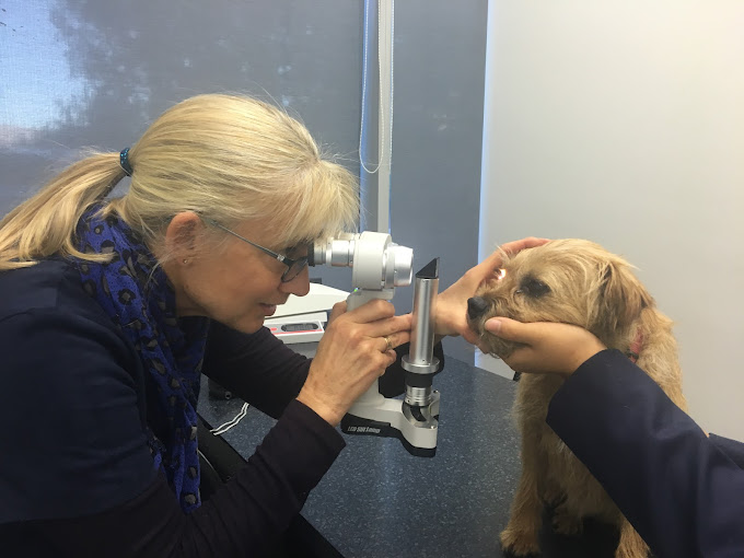 Queenstown Eye Vet