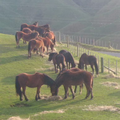 Tussock Ridge Farm Tours