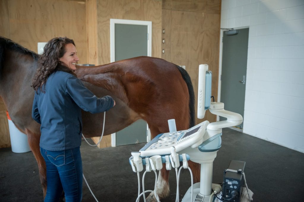 Veterinary Associates Equine