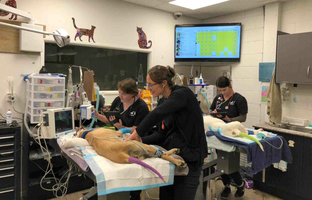 Waikato After Hours Veterinary Hospital